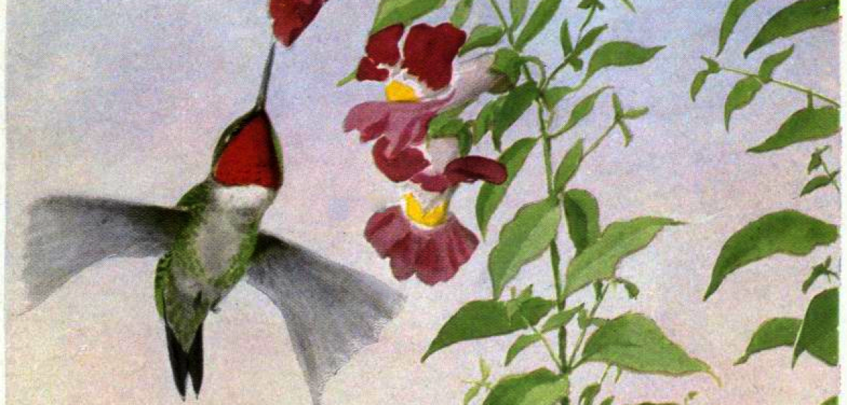 The Chronicles of a Happy Divorcée