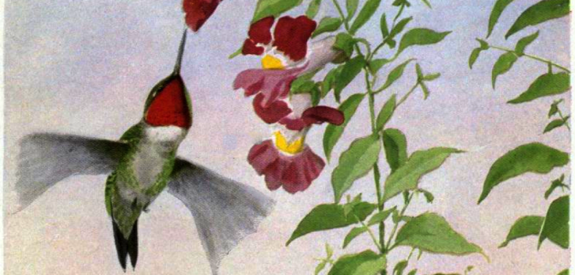 The Chronicles of a Happy Divorcée